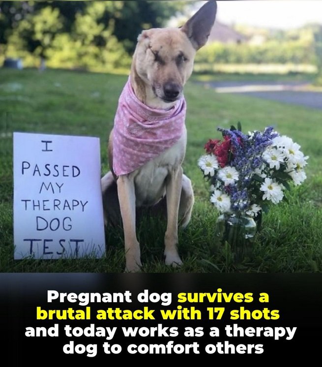 Marcel_1111's tweet image. Maggie jako těhotná přežila 17 zásahů kulkou a teď pracuje jako terapeutický pes. 🙏🐾🥰💪