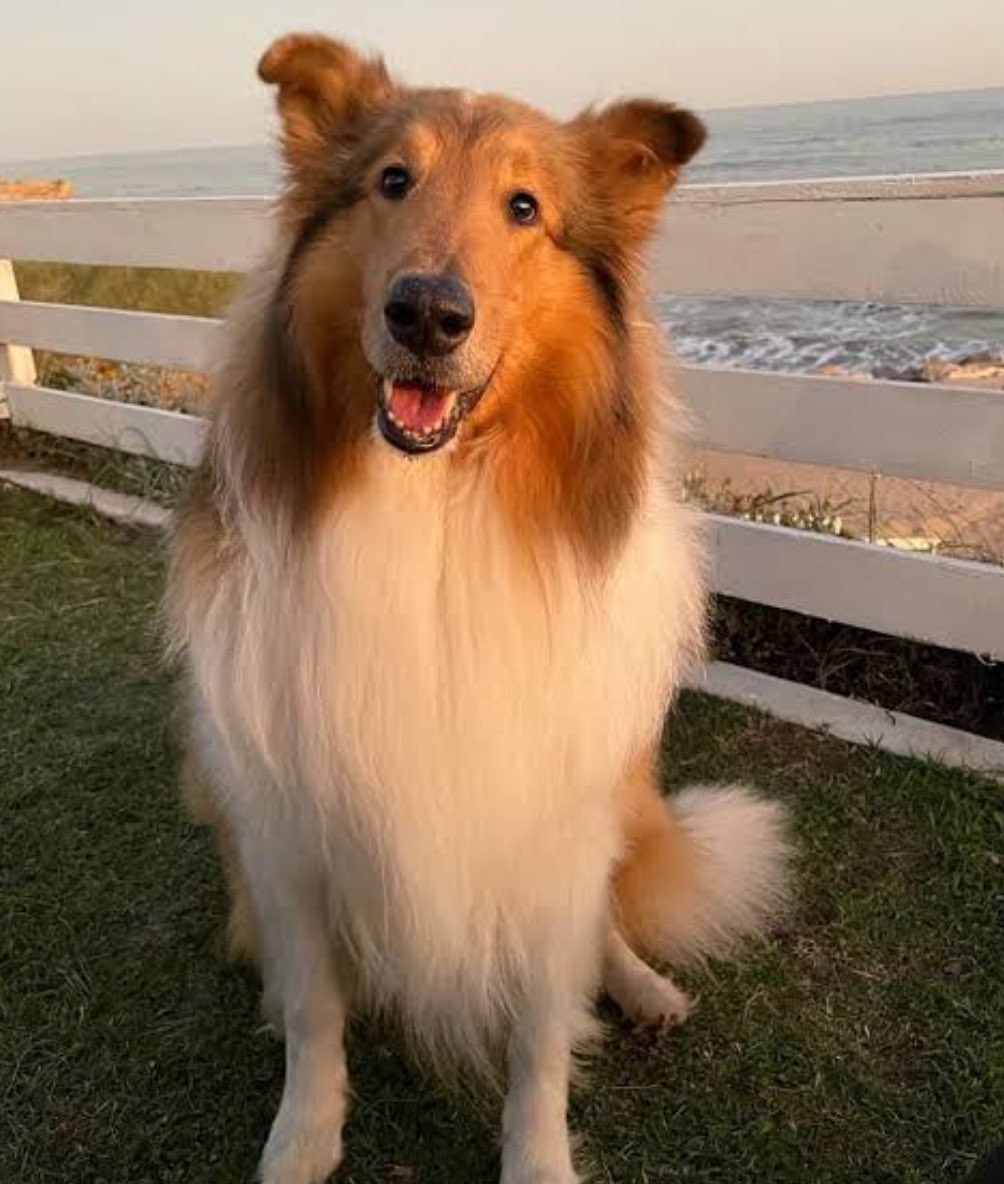 Raul_Gonzalezok's tweet image. Dylan, viste lo peor del gobierno de Alberto. Ahora te vas al cielo, disfrutá y descansa en paz, que ahí no hay Kukas. Abrazos 🫂🫂🫂