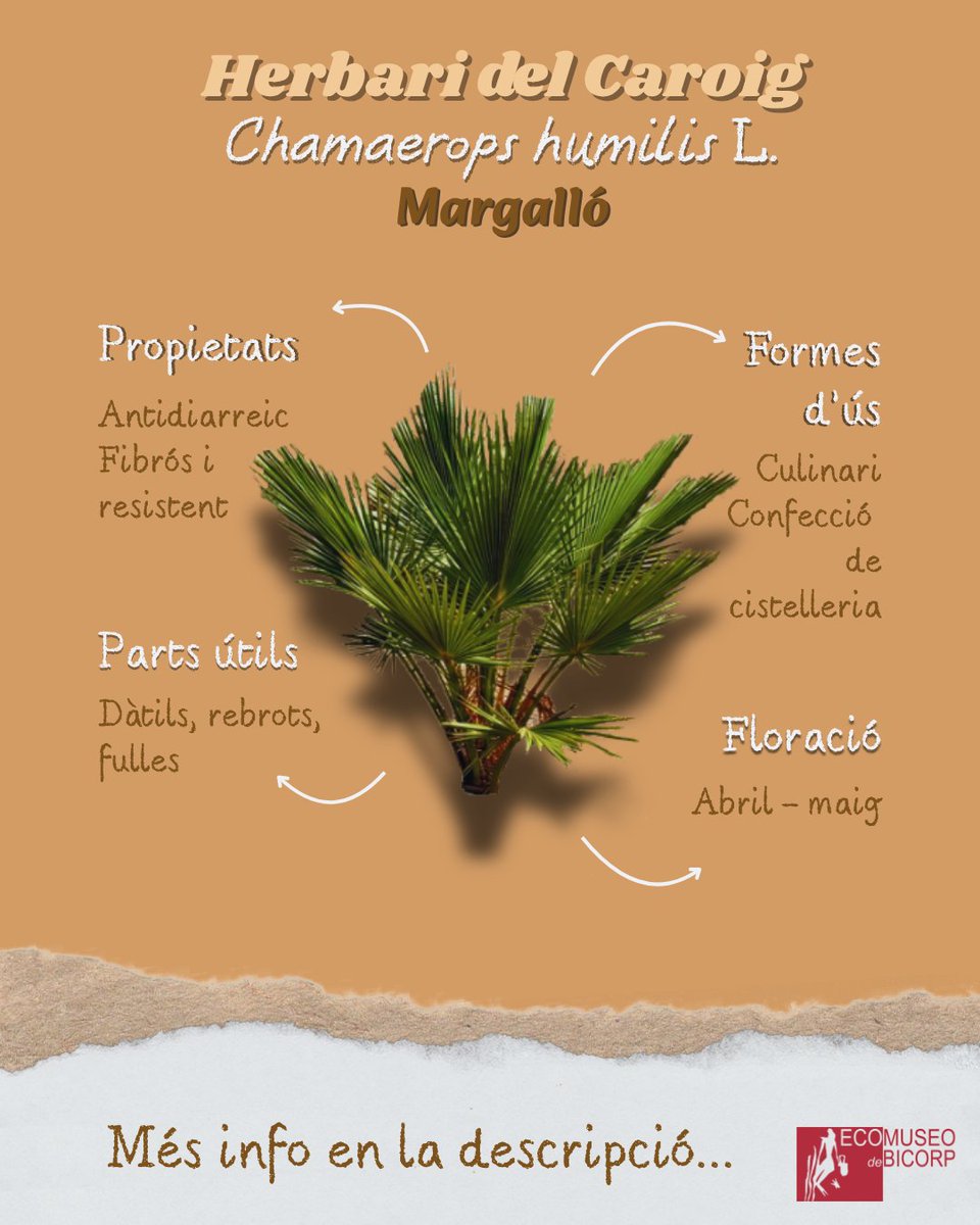 En trobem una gran representació als espais a prop de la mar i resisteix molt bé el pas del foc als incendis forestals. Les seves fibres han sigut molt emprades per a la cistelleria. Un altre ús que se li ha donat ha sigut el consum de la seva fruita, el Dàtil de rabosa.