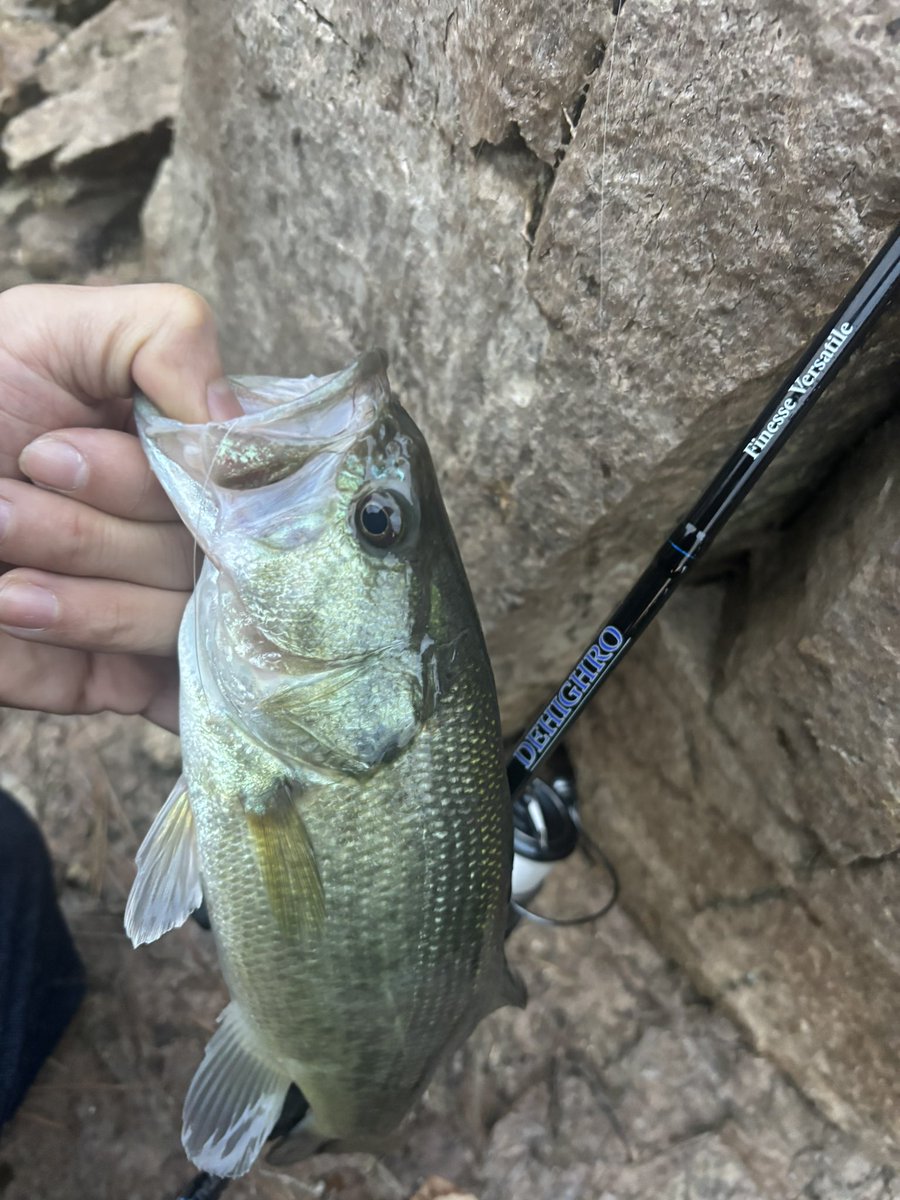 ネコリグで数釣り出来ました！
ディハイロ63L！！👍