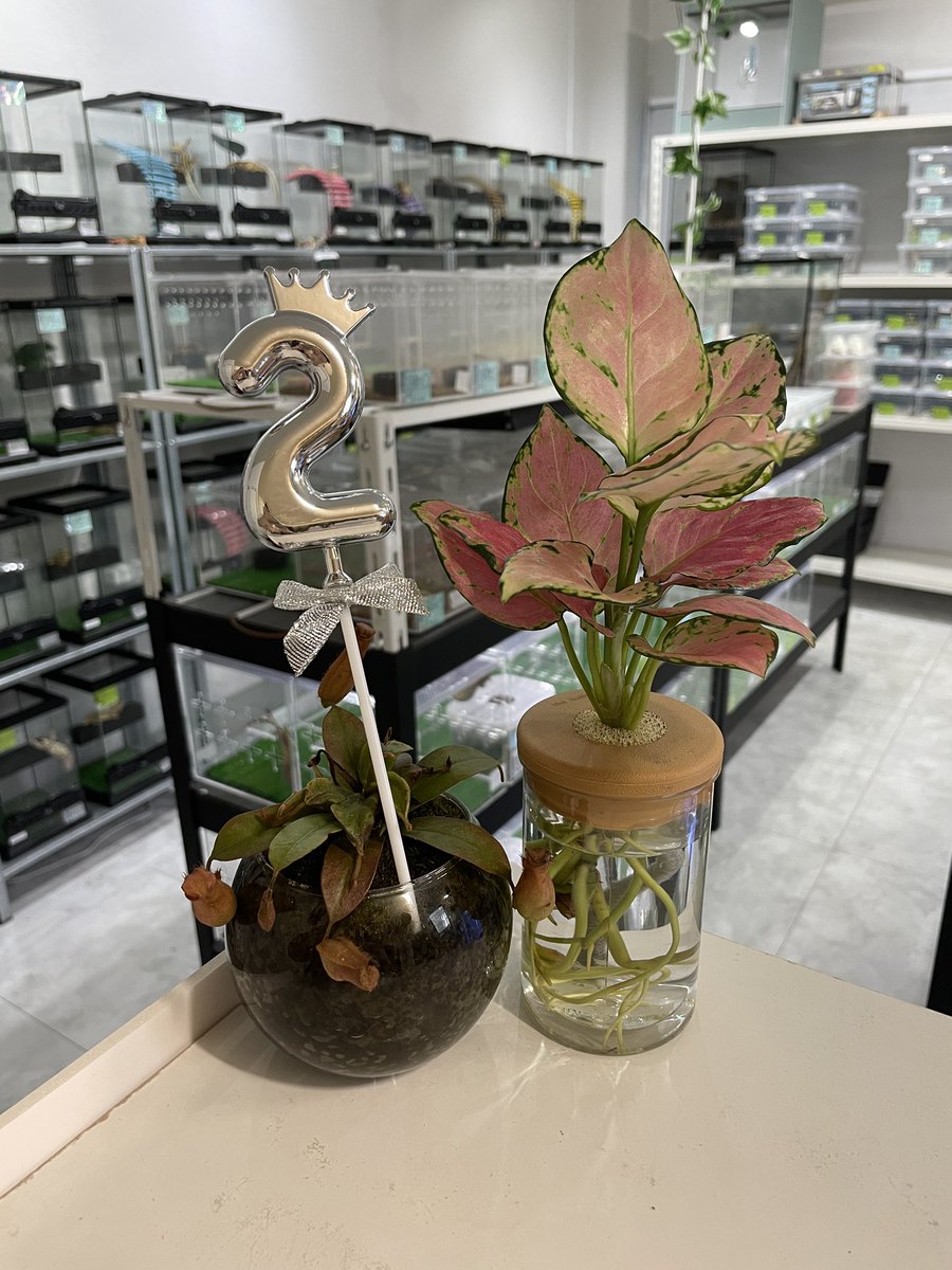 gecko_osaka's tweet image. 素敵なプレゼントありがとうございます🥰
今日もお話楽しかったです🩷
今後とも宜しくお願いします🤲✨