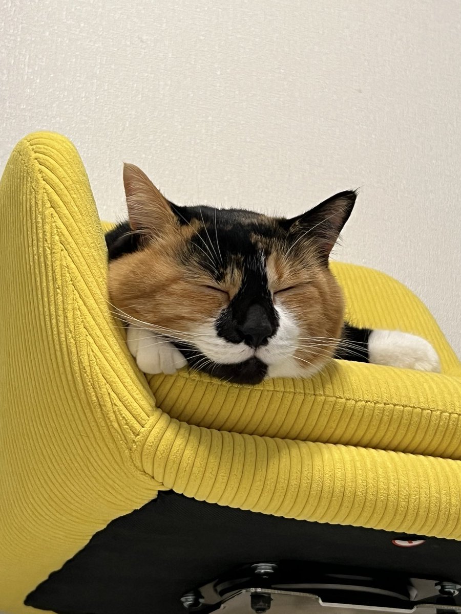 三毛猫はなこ (@hanako20180721) / Posts / X