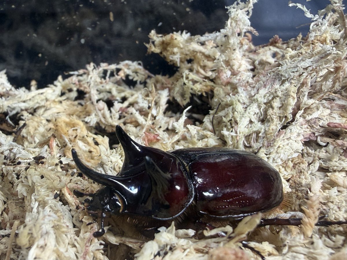 bibagon13's tweet photo. やっぱりこの瞬間は、何度味わっても
たまりません🥹🥚

Strategus fascinus
ファスキヌスミツノカブト https://t.co/24M28v2AR3