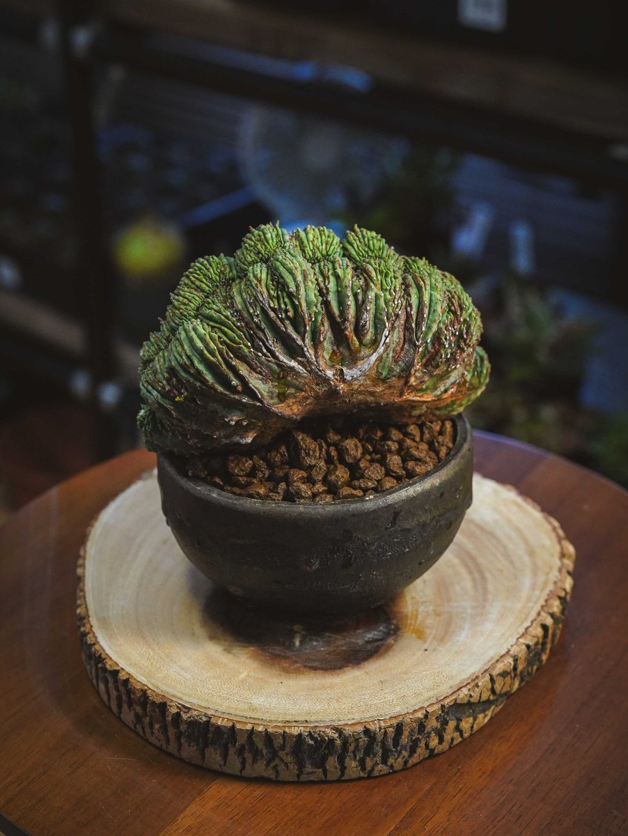 ユーフォルビア・オベサ