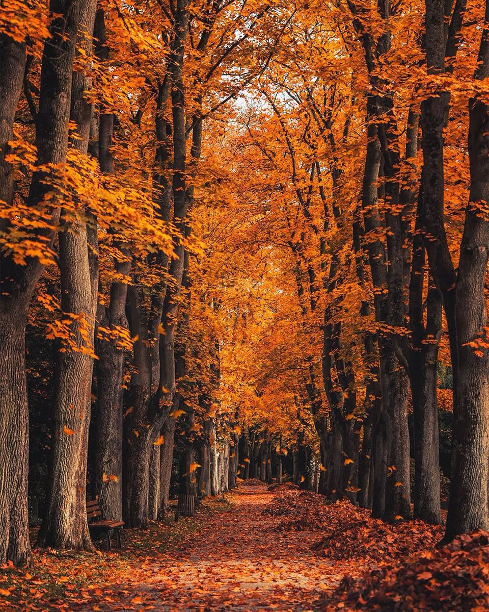 Hello Everyone! 🍂🧡🍁🍂 Have a beautiful day 💞🌸💕