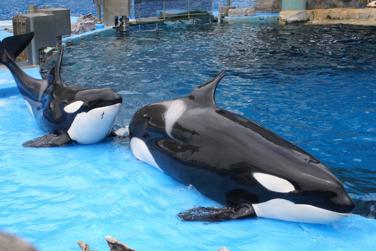 1トンとなります☺︎ 2台分。 スリクソン ZX7 Mk II ドライバー Diamana ZX-II 60 カーボンシャフト