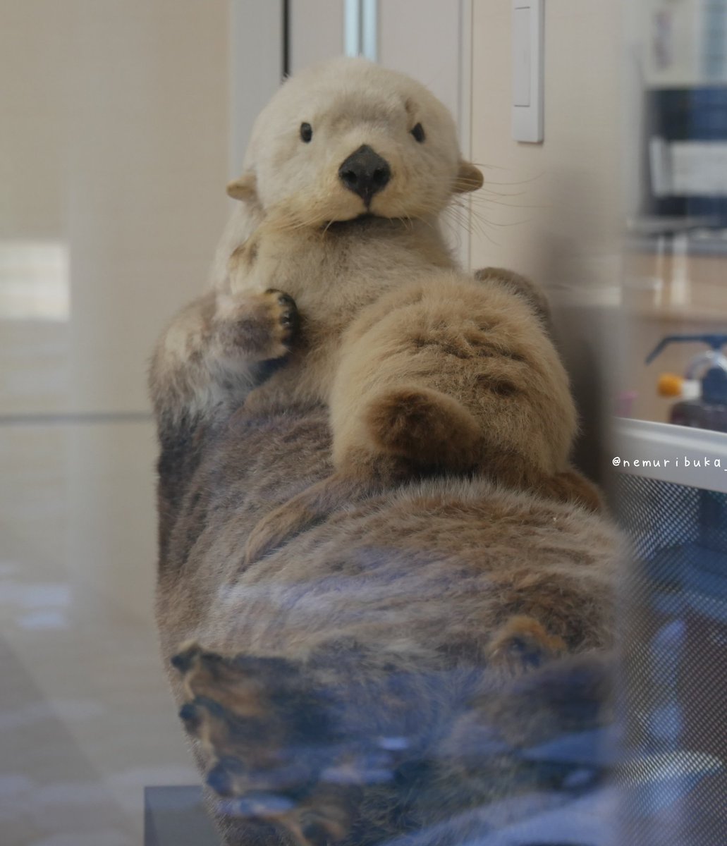 アドベンにいたえんぺひなとラッコ親子の剥製。 ラッコの方は角度的に