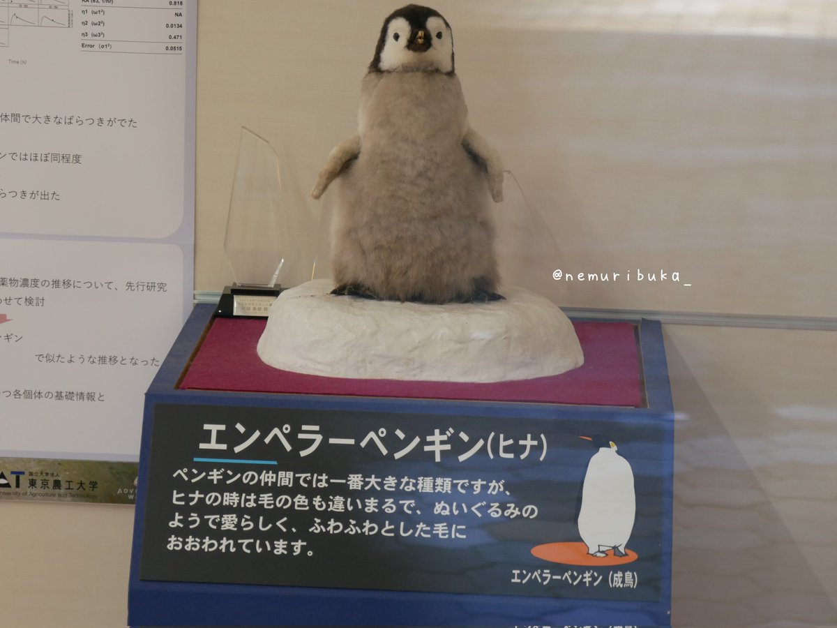 アドベンにいたえんぺひなとラッコ親子の剥製。 ラッコの方は角度的に