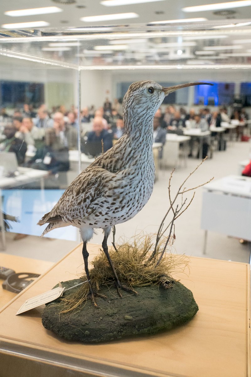 BonnConvention's tweet image. There are no more Slender-billed Curlews left on earth. 

The species was declared EXTINCT in October 2025. 

Yesterday at #AEWAMOP9, as delegates paid tribute to this elusive bird, this taxidermied specimen was on view, serving as a powerful reminder of what&apos;s at stake. 

The…