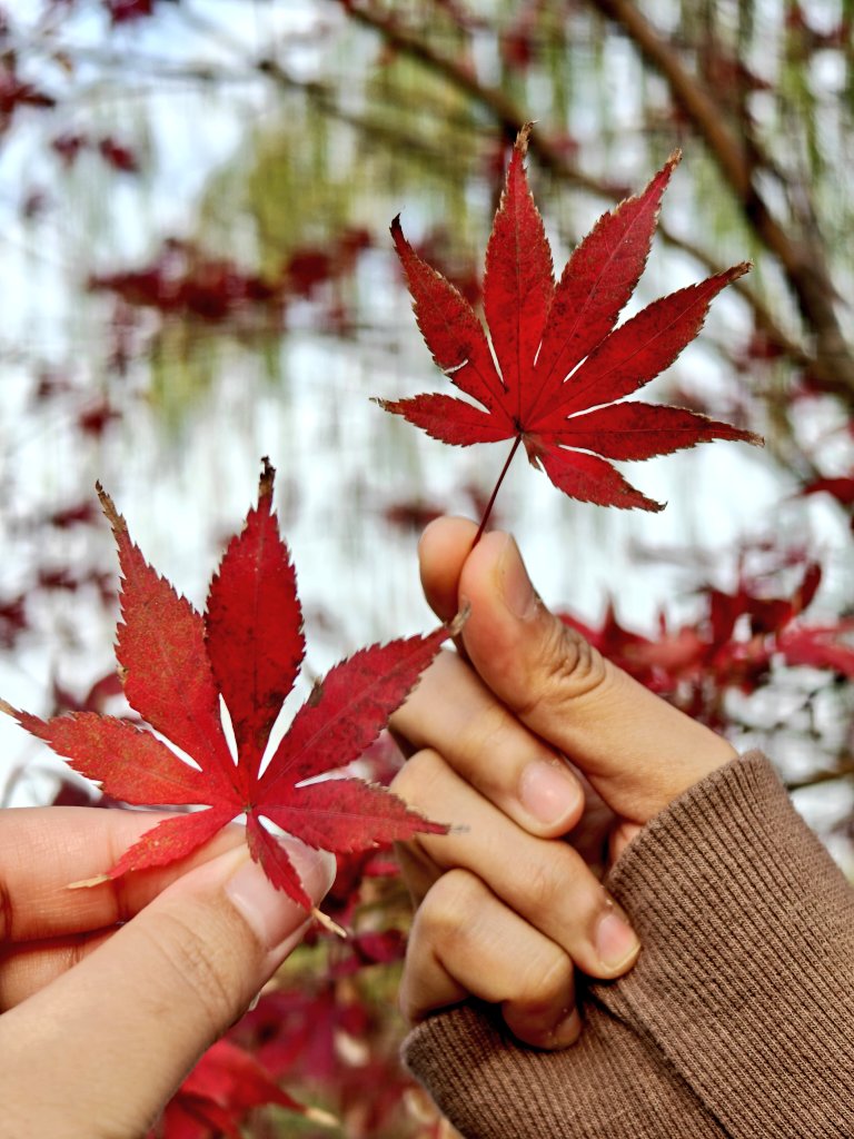 The last golden of autumn 🍂🍁
