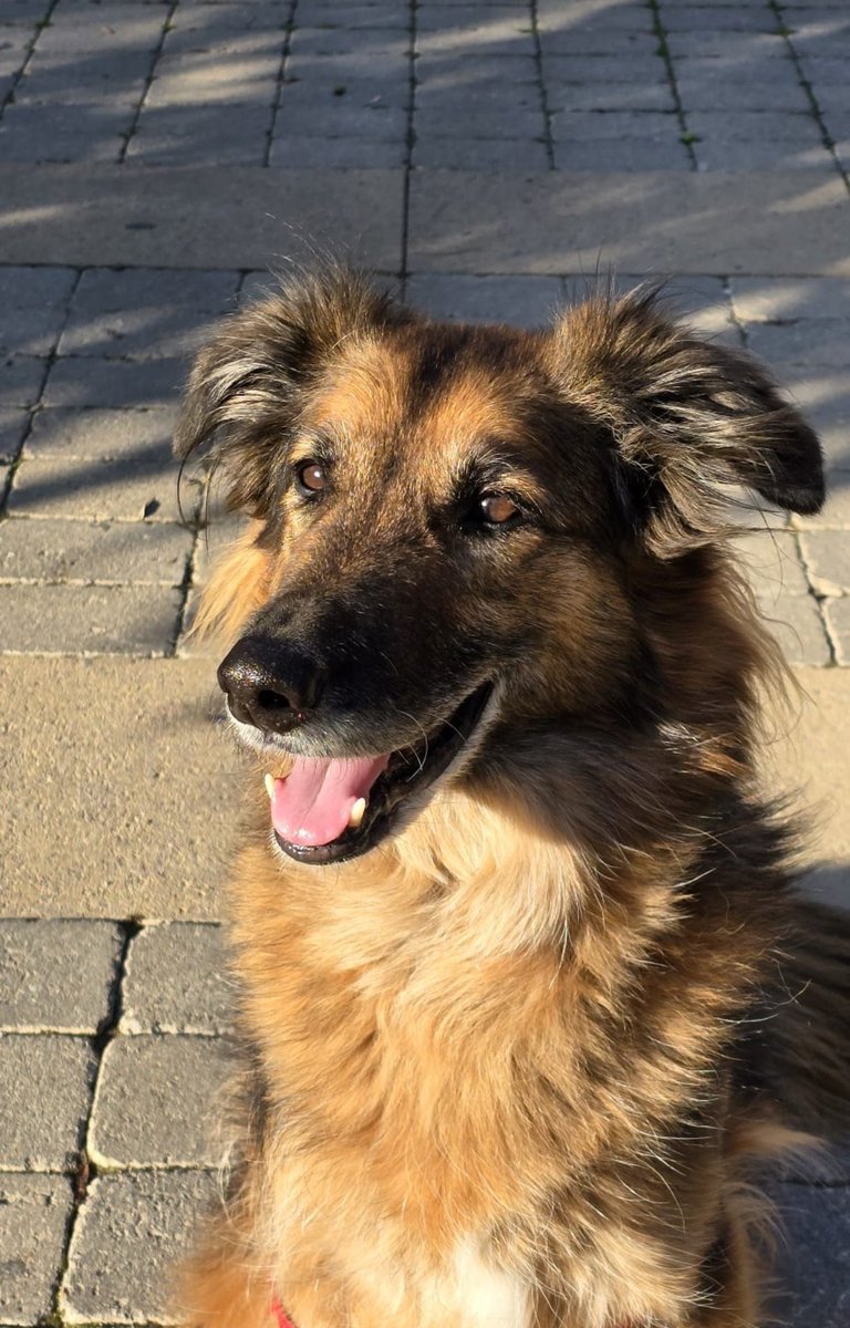 NessIAgain's tweet image. The human / His dog