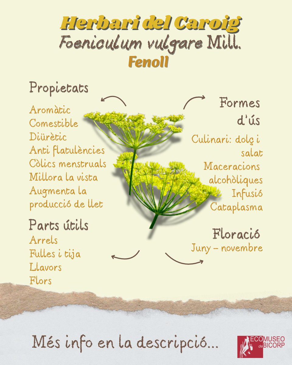 S’ha emprat com a condiment alimentari en receptes salades i dolçes i salmorres. També s'ha emprat per a fer licor d’anís. En medicina s'ha emprat per al flato intestinal, com a diürètic, còlics menstruals, millorar la vista i per augmentar la producció de llet, entre d’altres.