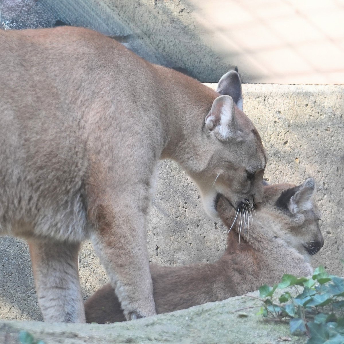 ニーナもう無理じゃない？

愛情深いニーナお母さん。
子どもが成長してもまだ咥えたくなるんだね
#ピューマ #ZOOMO
#盛岡市動物公園