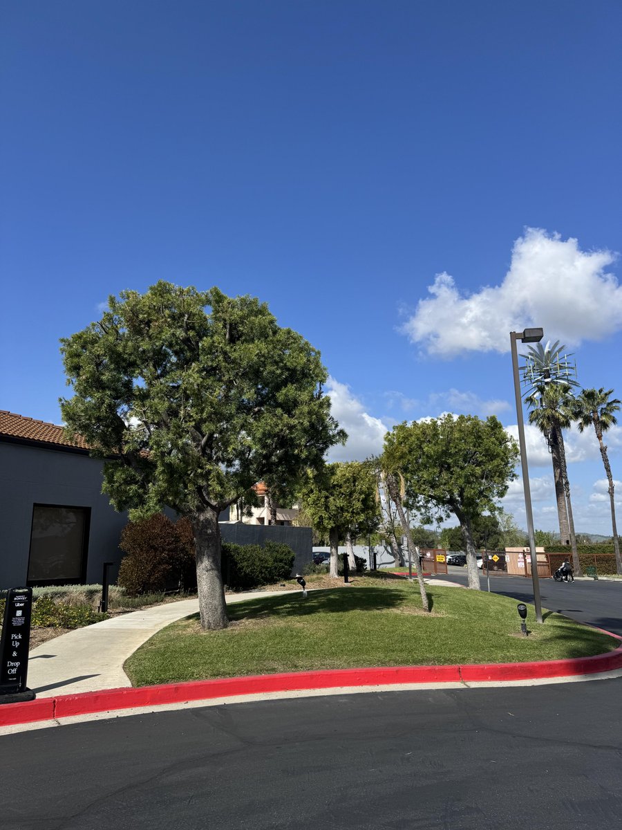 TulipMisti's tweet image. Hello Thursday! Let&apos;s do this... after one more cup of coffee. ☕ #ThursdayRoutine