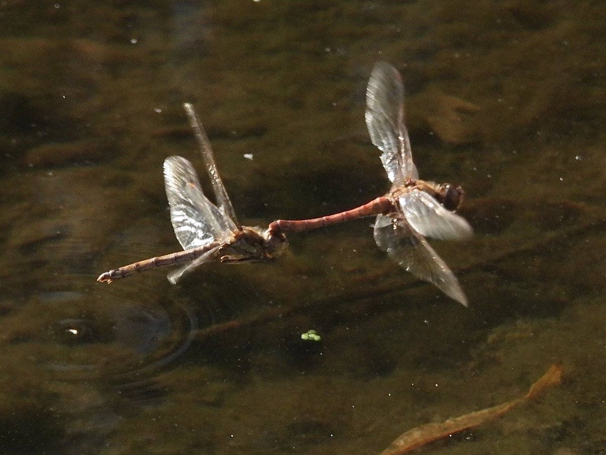 PaulDMasters's tweet image. Pair of Common Darters, female egg-laying ⁦@slimbridge_wild⁩ this am, pool on the left before you enter the Spinney / playground area #Glosdragons