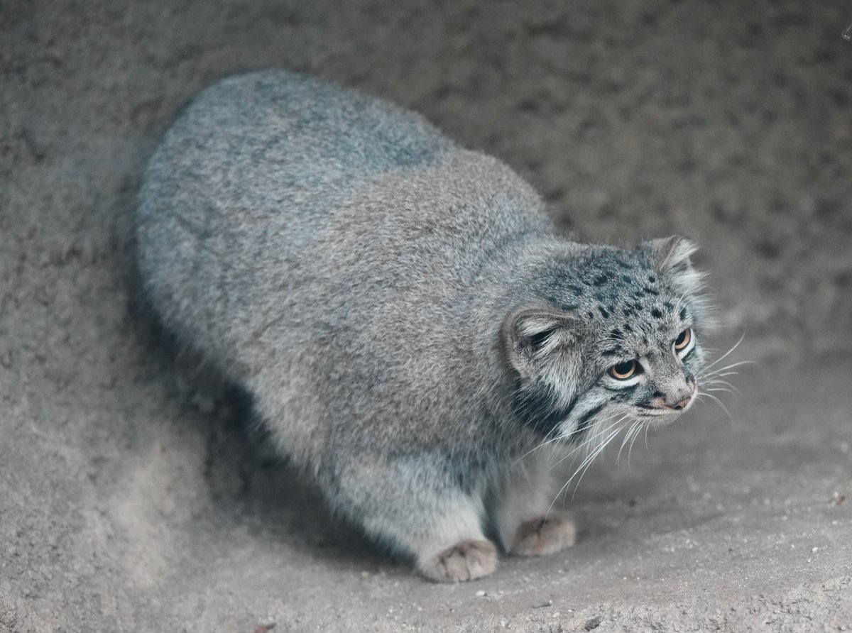 展示場の壁から出てきた（様に見える）メイちゃん😸 #マヌルネコ #神戸