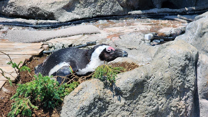 あの時、モーティスを階段から突き落とした後、水族館で動物を観賞した時に撮った貴重な写真。