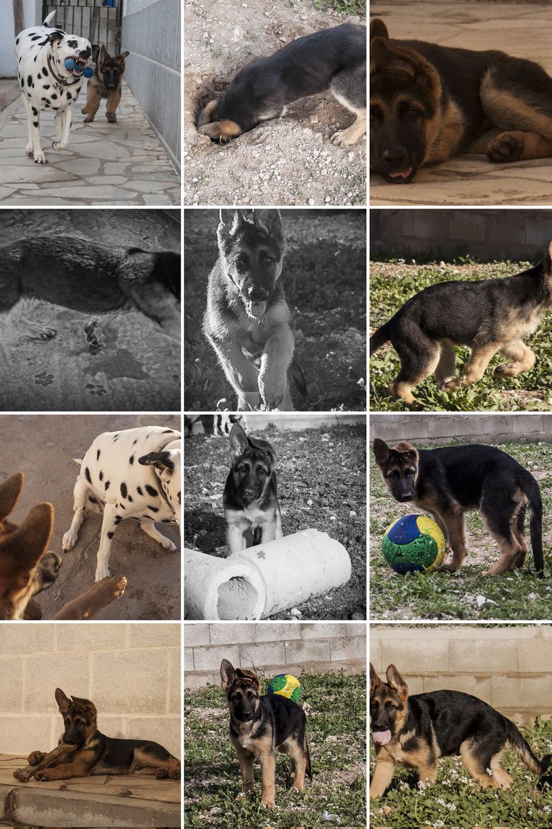 k9ghostsniper tweet media