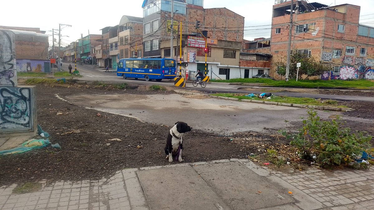Perrita(o) reportada(o) estaba mañana cerca del portal de la Américas, localidad Kennedy. Parece perdida, tienes su correa. 🆘❗ <a href="/MONYRODRIGUEZOF/">MÓNICA RODRÍGUEZ 🐤</a> <a href="/losbuscamos_col/">Animalitos Perdidos</a> <a href="/La_Goye_/">Natalia Goyeneche</a> <a href="/Alcaldiakennedy/">Alcaldía Local de Kennedy</a> <a href="/Osli2025/">Adri 🐈🐕🐑🫏</a> <a href="/malizca526/">Martha Cecilia</a> <a href="/andreanimalidad/">Andrea Padilla Villarraga🐆</a> <a href="/bdmercadeo/">Betty</a>
