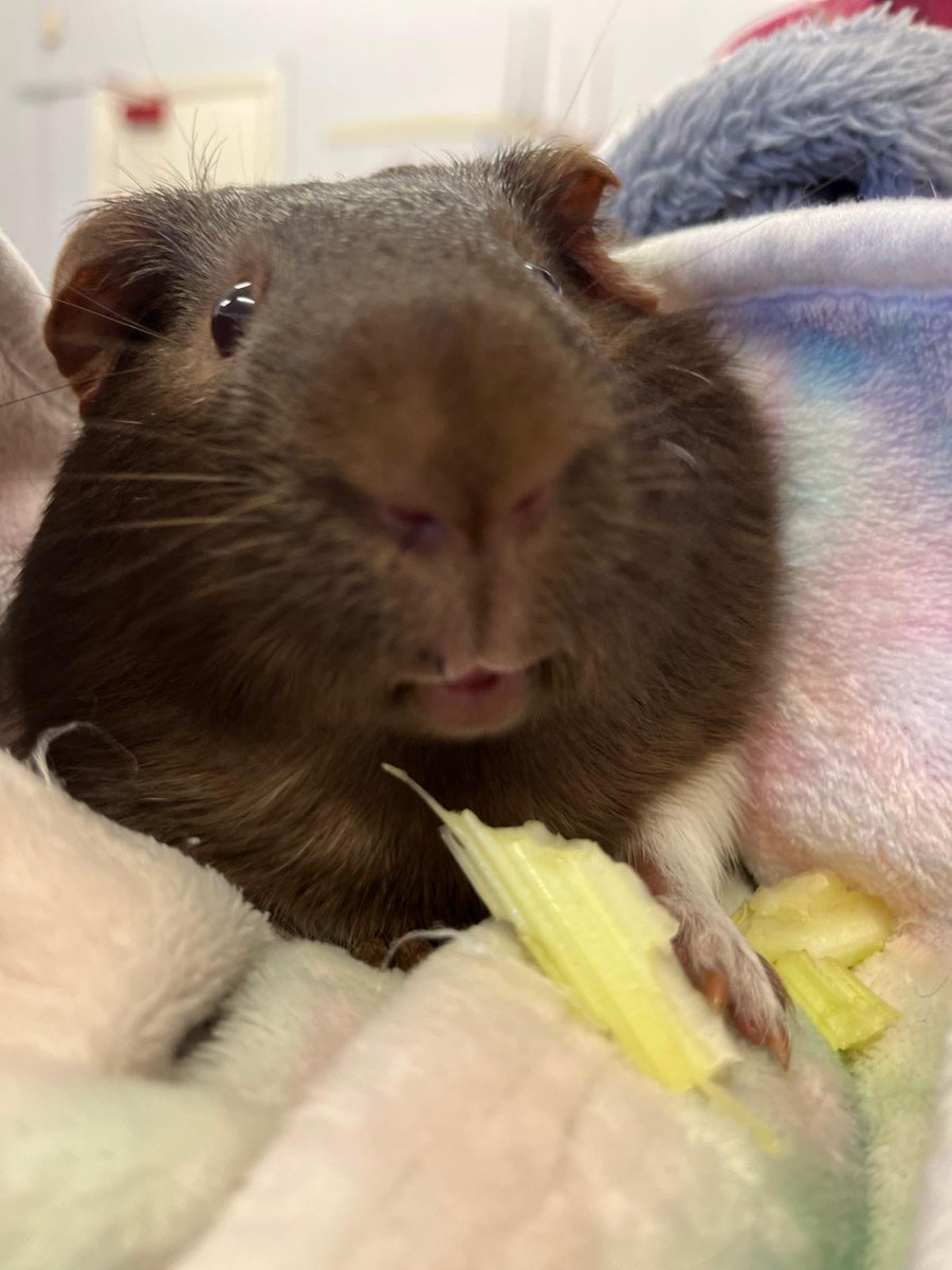 Claygate Primary School tweet media