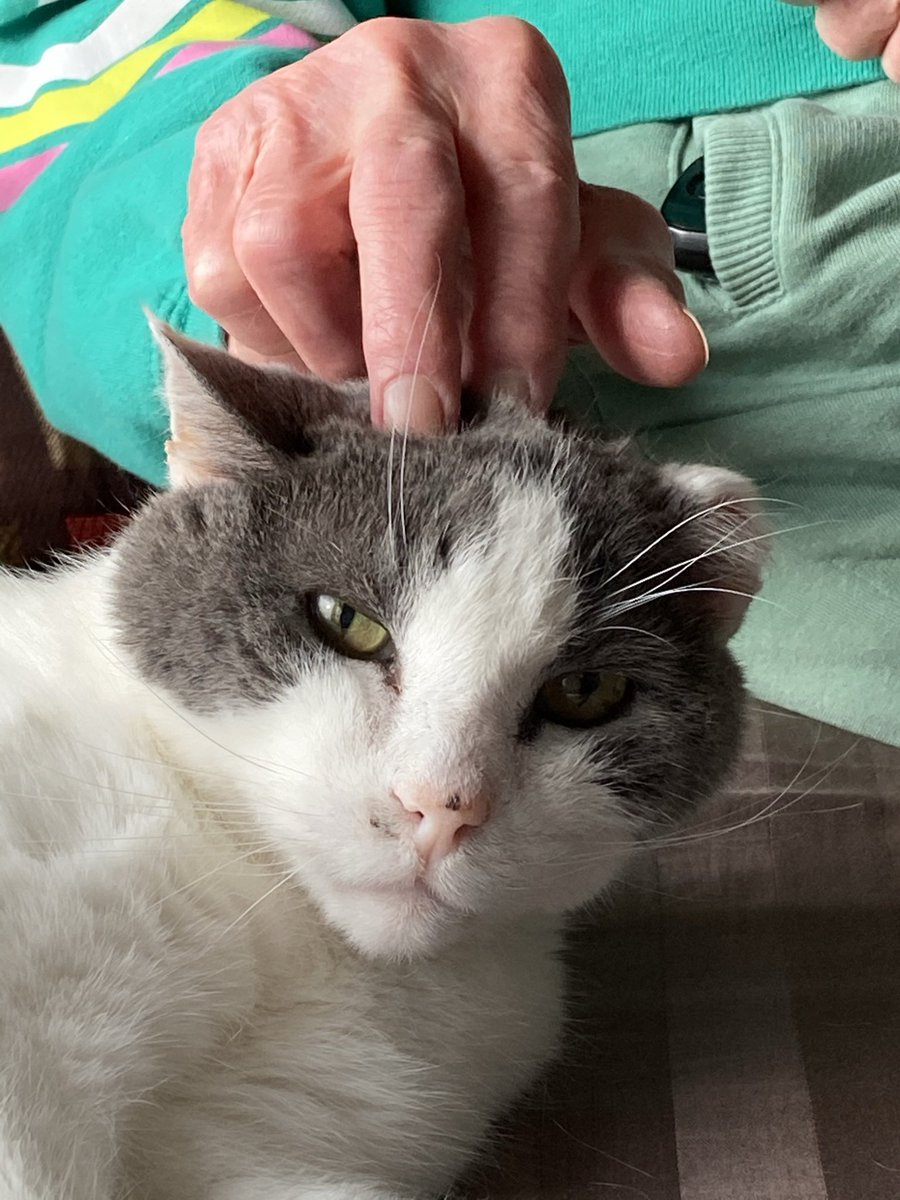 Mello Fellow tweet media