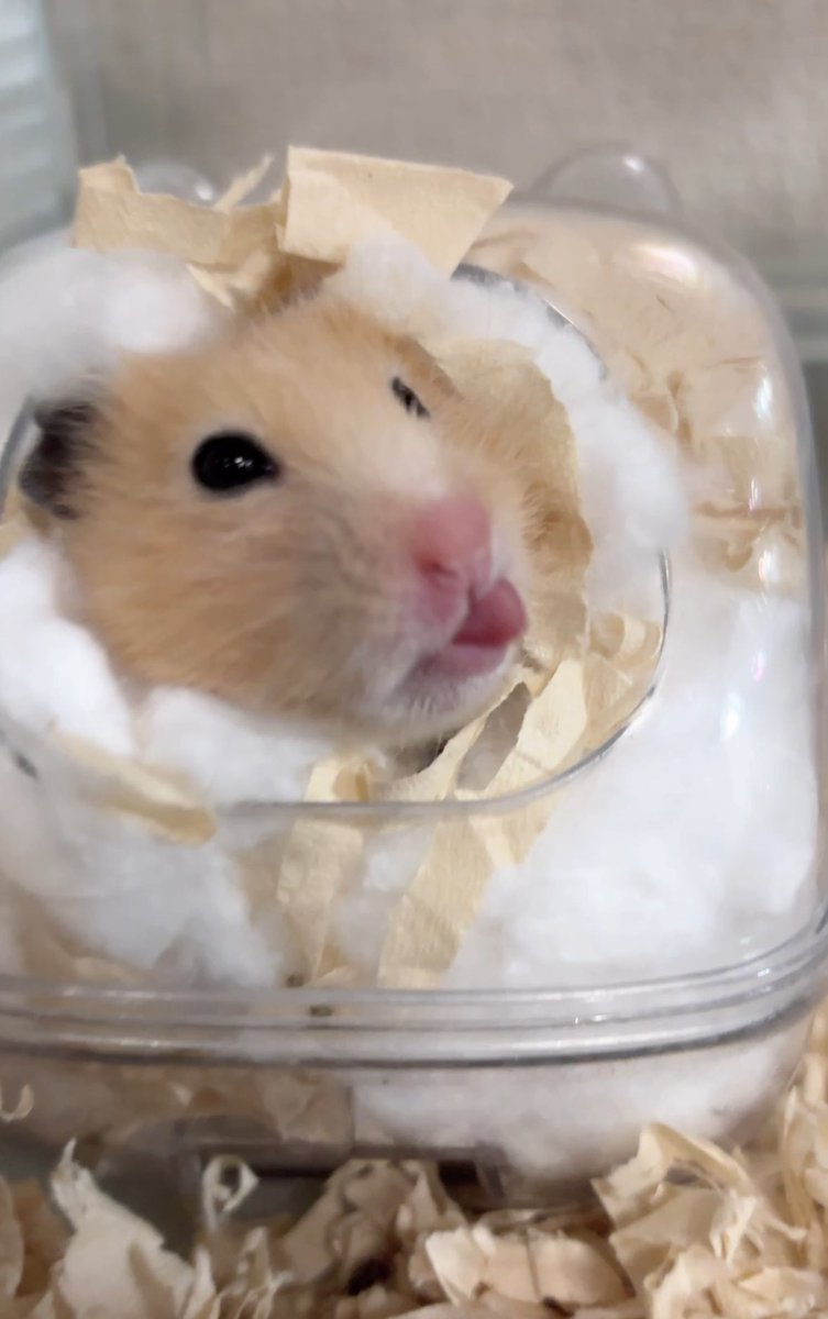 すふれ日記 (@mi_ssap1) on Twitter photo 