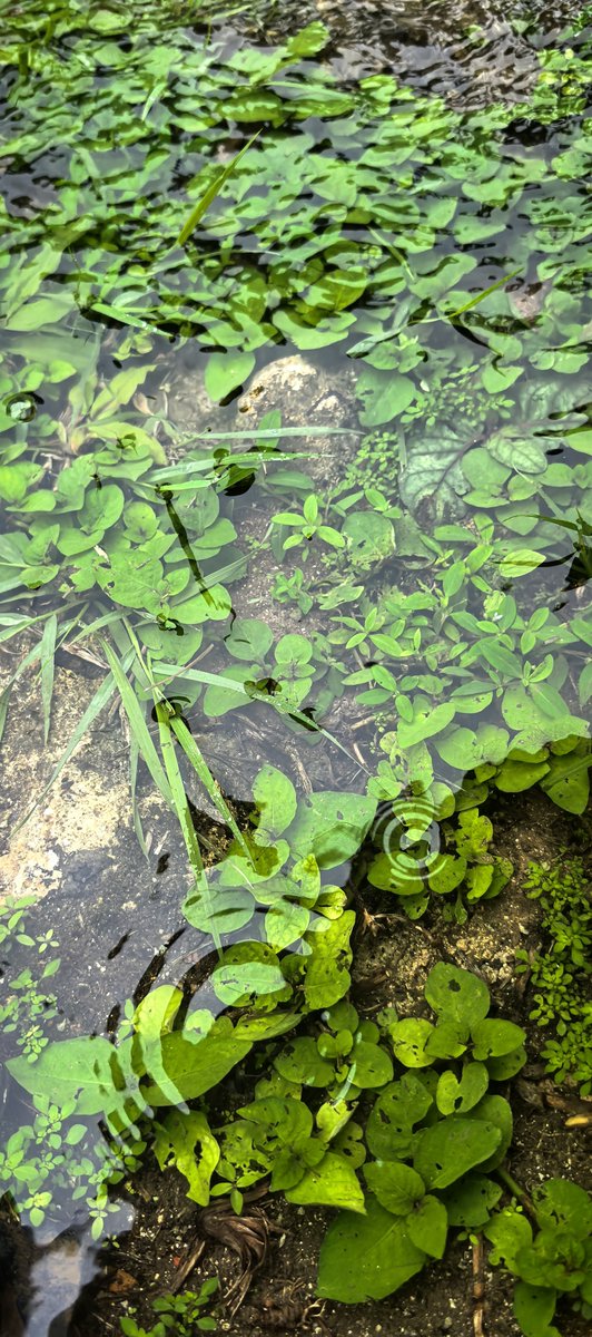 The inaugural international conference of the Club of Rome in China concluded successfully—exploring new pathways to an ecological civilization for "Earth-Humanity Reconciliation."
Watch recordings and see photos from the event on our website: clubofrome.org/events/china-c…