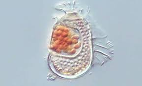 KnowledgeZoneIn's tweet image. #KnowledgeBit: Candidatus Sukunaarchaeum mirabile is a newly identified species of archaea, discovered in 2025, that challenges the traditional definition of life. 

It was noted for its extremely reduced genome and high dependency on a host.

knowledgezone.co.in/kbits/68ec796d…