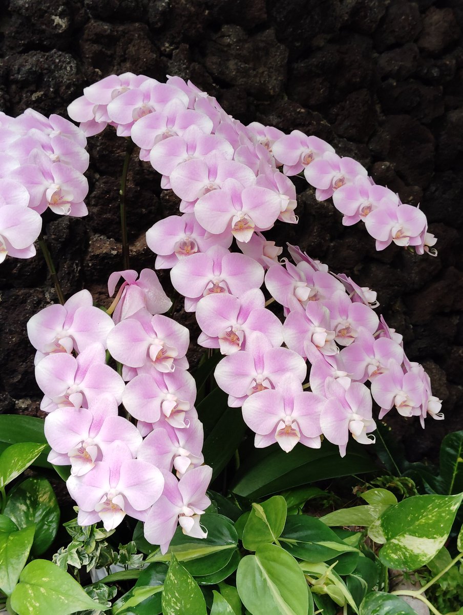 FWLMacZ95u95352's tweet image. #flowers📸🌿🌸🌻
✨ #TropicalVibes