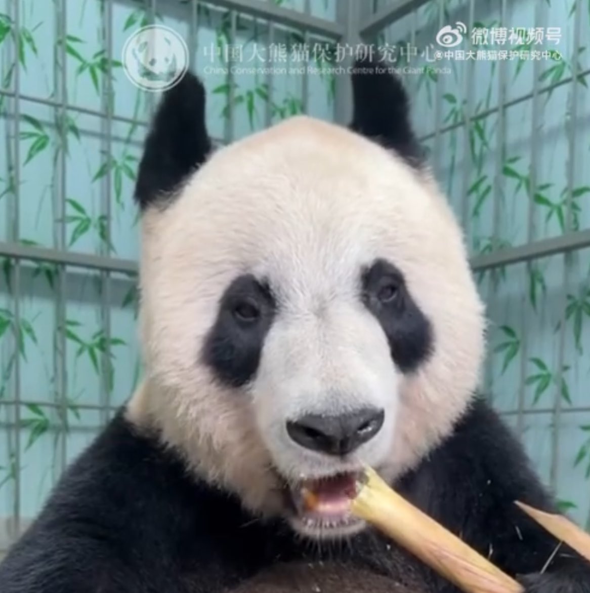 ゆかたん (@yu_ka7493) / Posts / X