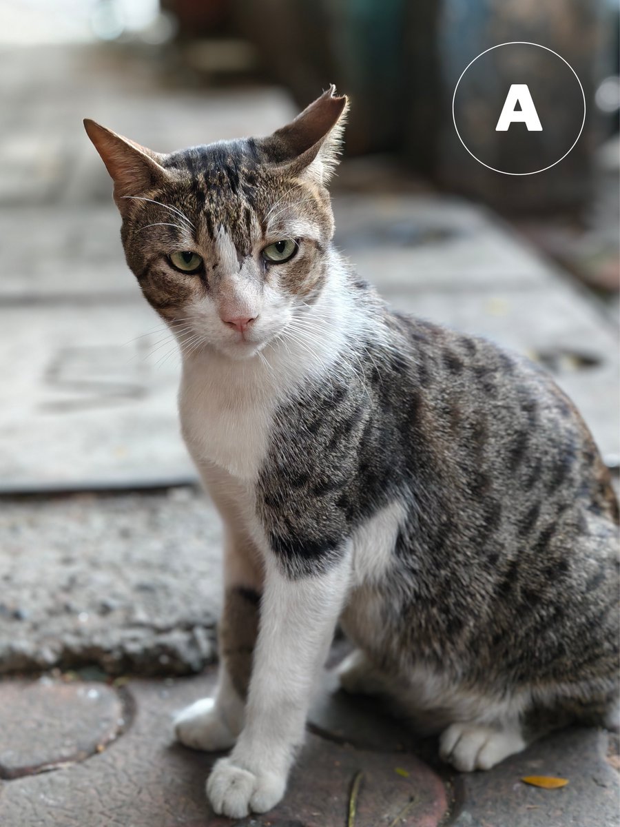 nipunmarya's tweet image. Day 1⃣/🔟
Spot the #iQOO pic contest! 

Pic A: Shot on _ _ _ _ _ _?
Pic B: Shot on _ _ _ _ _ _?

Don&apos;t forget to tag 5 friends and use #ShotOniQOO15. 

T&amp;amp;Cs 👉 bit.ly/4qTtpMP #BeTheGOAT #iQOO15