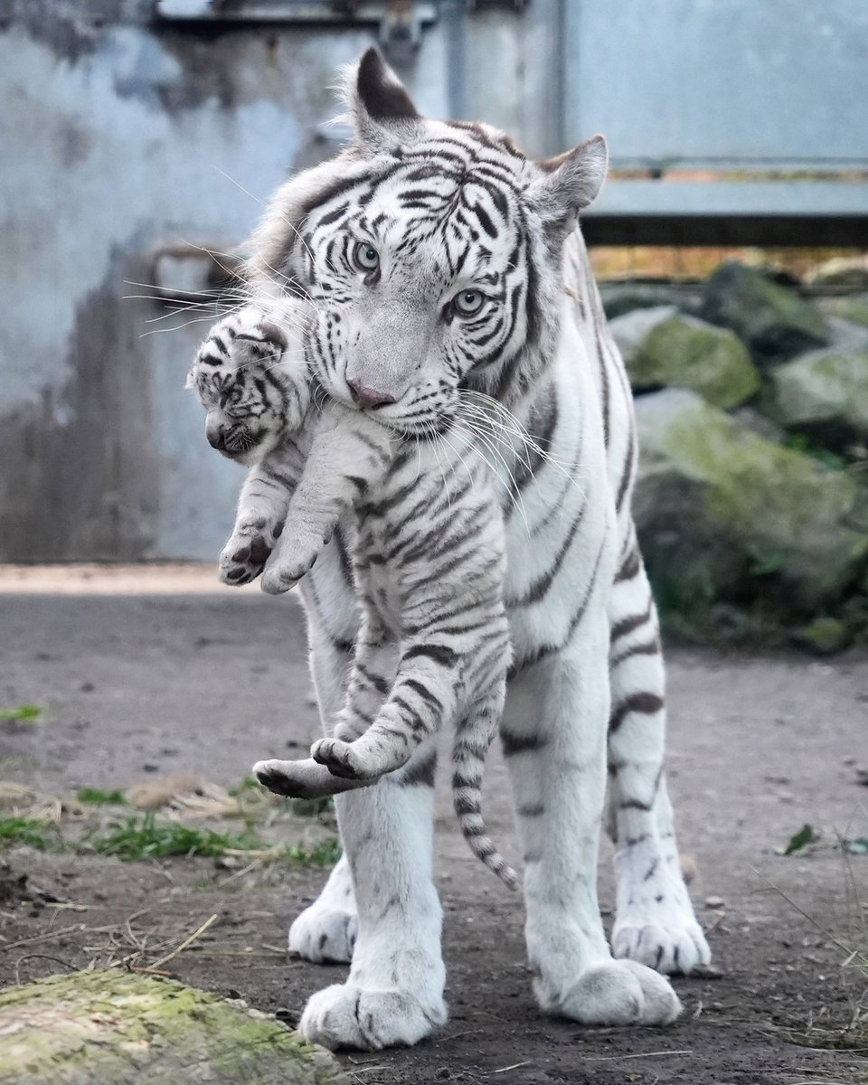 仔トラを運搬中