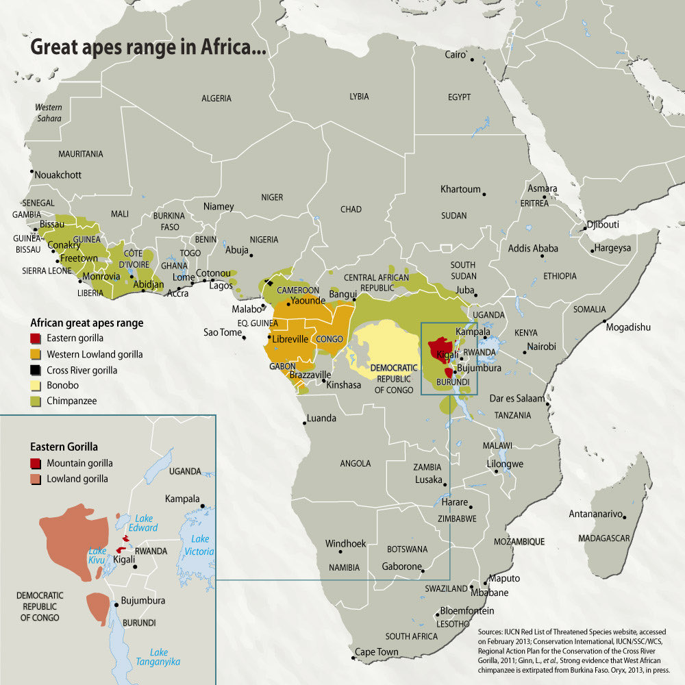 Where Great Apes are found in Africa.