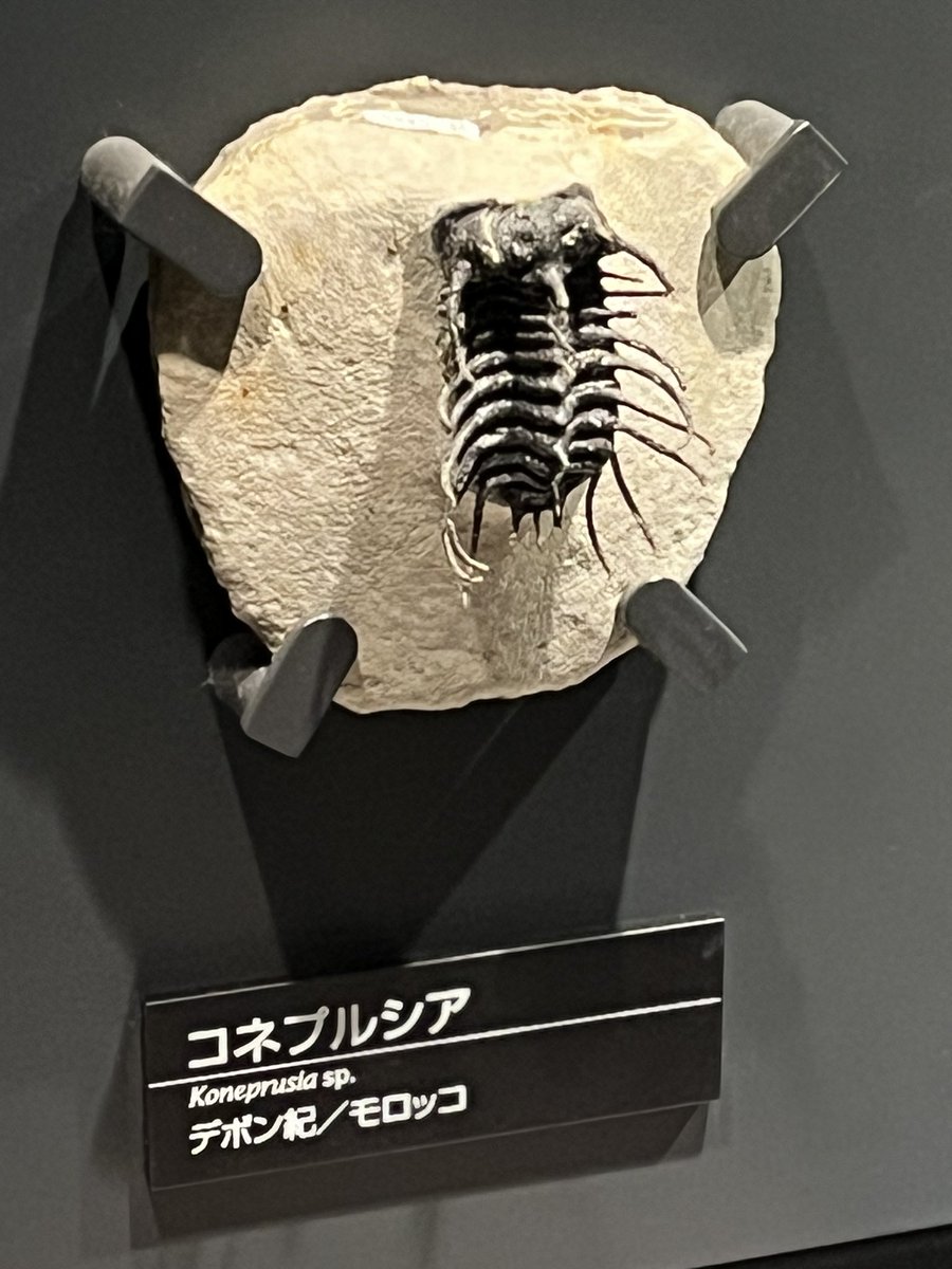 齧齒類ページ ❤️ みみのり6年生 (@oB2eSRzACM46116) / Posts / X