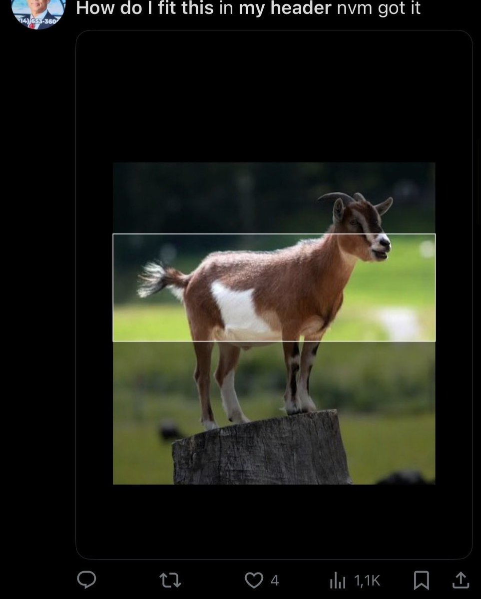 alec stn tweet media