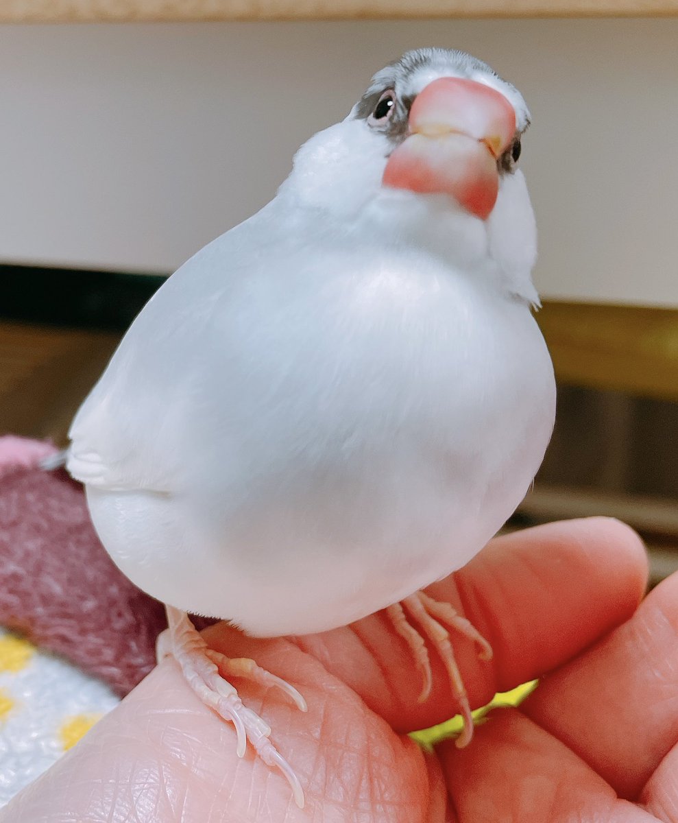 夜のまーぶる🎵

#buncho