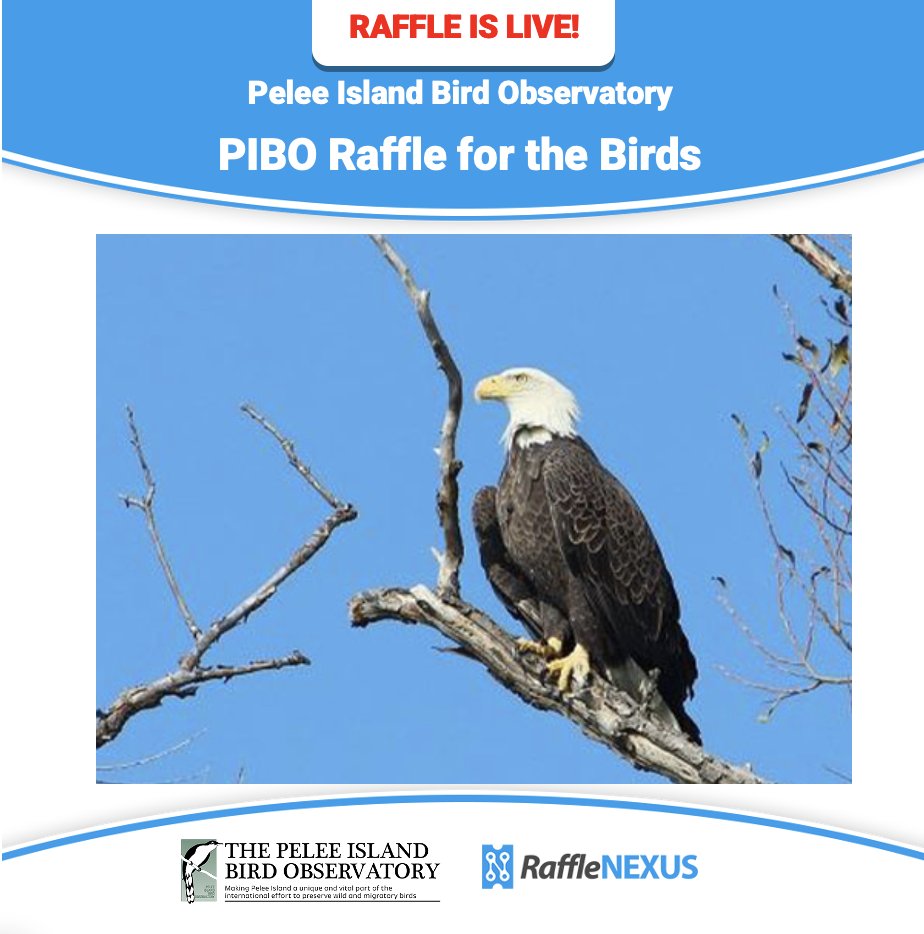 "Support PIBO’s Mission with a 50/50 Raffle Ticket! Purchase your ticket for PIBO’s first 50/50 raffle, where 50% of the proceeds go directly to Pelee Island Bird Observatory.

Tickets: …islandbirdobservatory.rafflenexus.com
Deadline: Nov. 17

Know your limit. Play within it. 18+

#rafflenexus