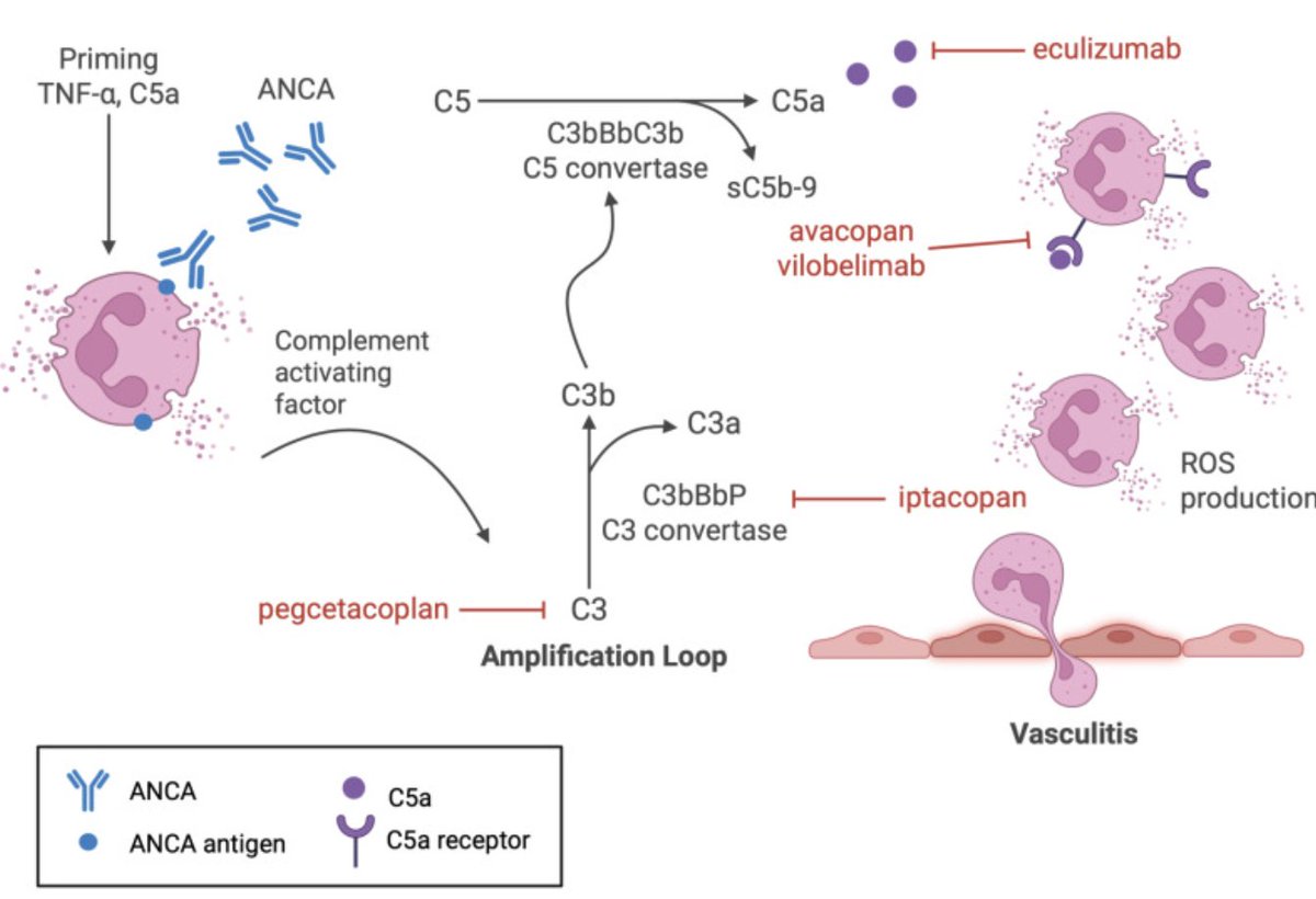 KIReports's tweet image. Novel Treatment Paradigms: #Complement #Inhibition in Antineutrophil Cytoplasmic Autoantibody Vasculitis

 doi.org/10.1016/j.ekir…

#KIRReview #ANCA