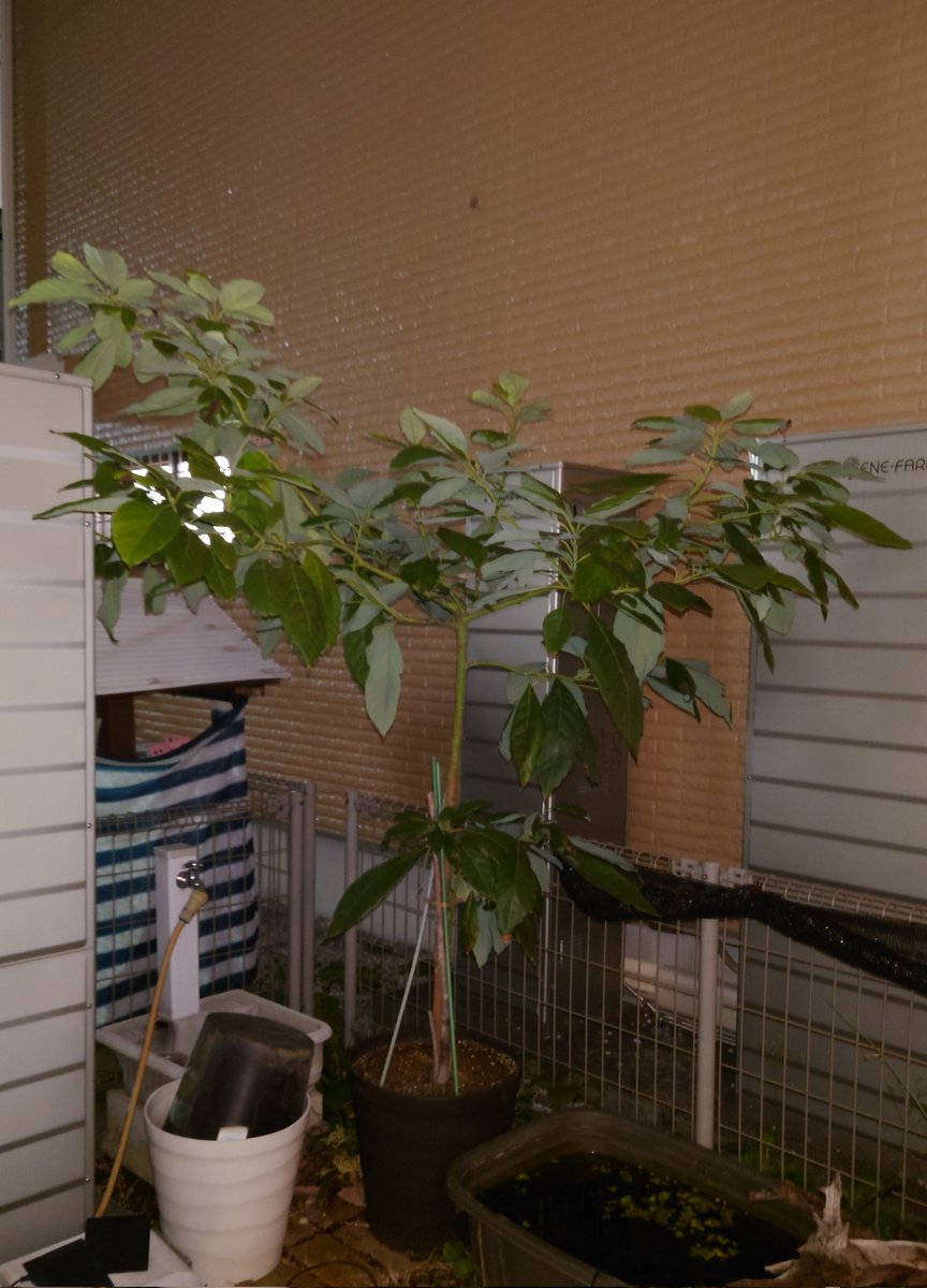 yasu1569's tweet image. 11/13のアボカド