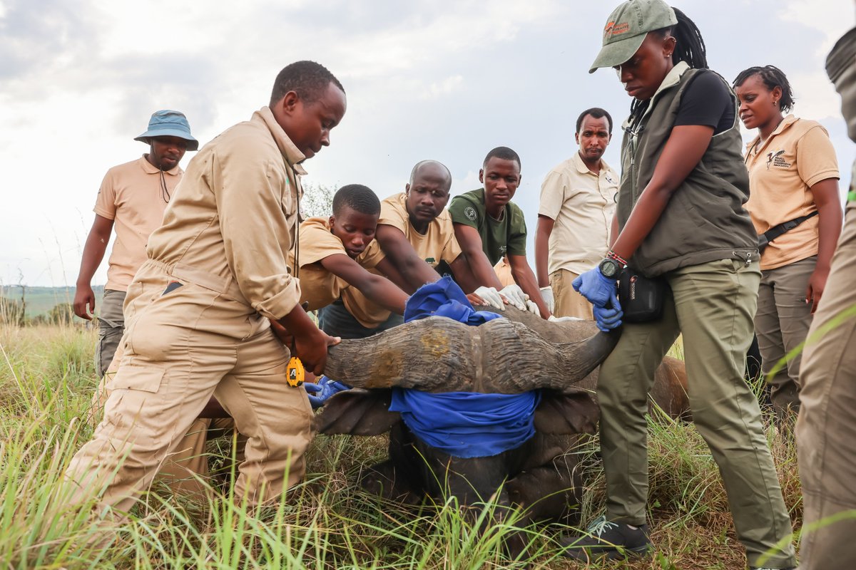 A productive week of wildlife veterinary training took place in Akagera National Park. Veterinarians from Rwanda, Uganda, Kenya, and Zimbabwe gained practical experience in wildlife care and monitoring. Thank you to <a href="/RwandaWildlife/">Rwanda Wildlife Conservation Association</a>, the Wildlife Conservation Network, and the