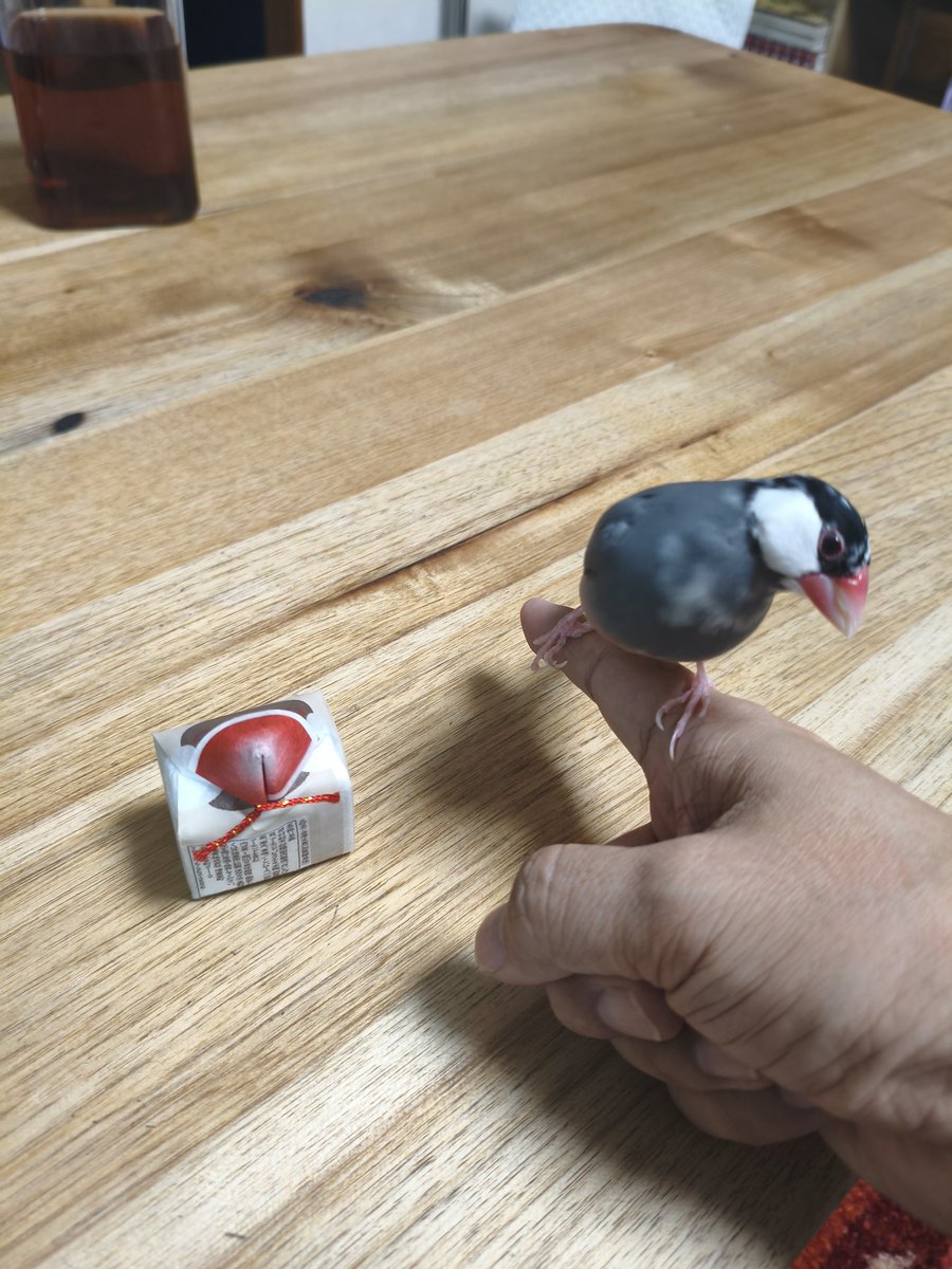 masamisa63's tweet photo. サクラちゅん、文鳥羊羹にビビる笑 https://t.co/PyZhWlhIxW