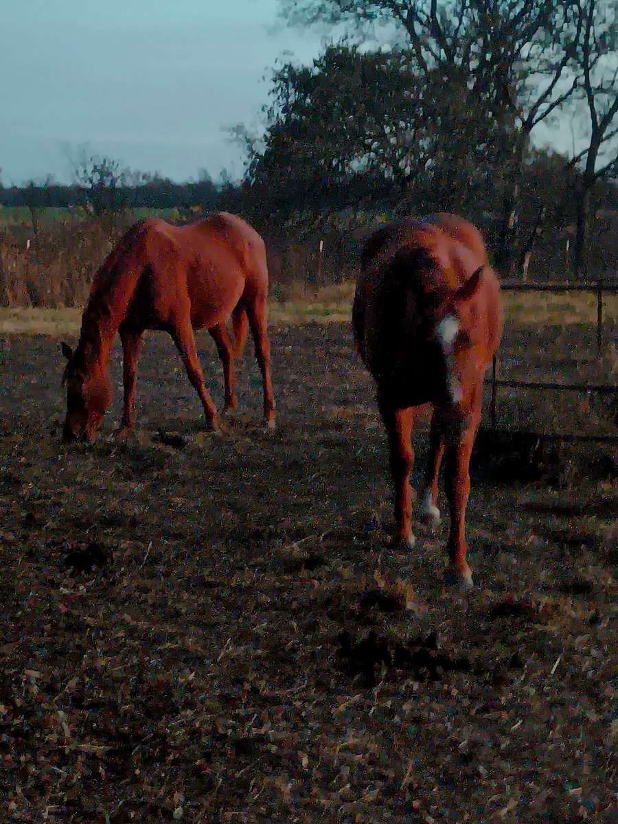 Best time of the day is doing morning chores. Loving life!
