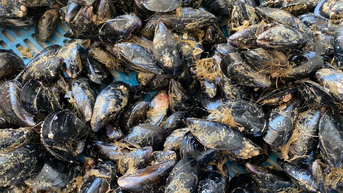 Almanya'dan İstanbul'a tatile gelen bir aile, Ortaköy'de yedikleri kumpir ve midyenin ardından fenalaştı.

— 3 ve 6 yaşındaki iki kardeş hayatını kaybetti.
— Anne ve baba yoğun bakıma kaldırıldı.