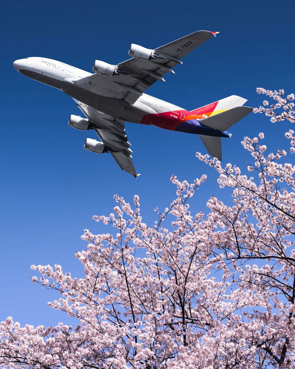 airwaysmagazine's tweet image. Sakura and Asiana&apos;s A380

📸: Ivan Sushko / Airways

#koreanair #airbus #avgeek