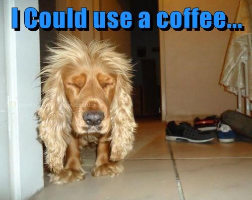 I have to adult this morning. I will not have had coffee before being forced to do so. Fair warning to any who might cross my path...