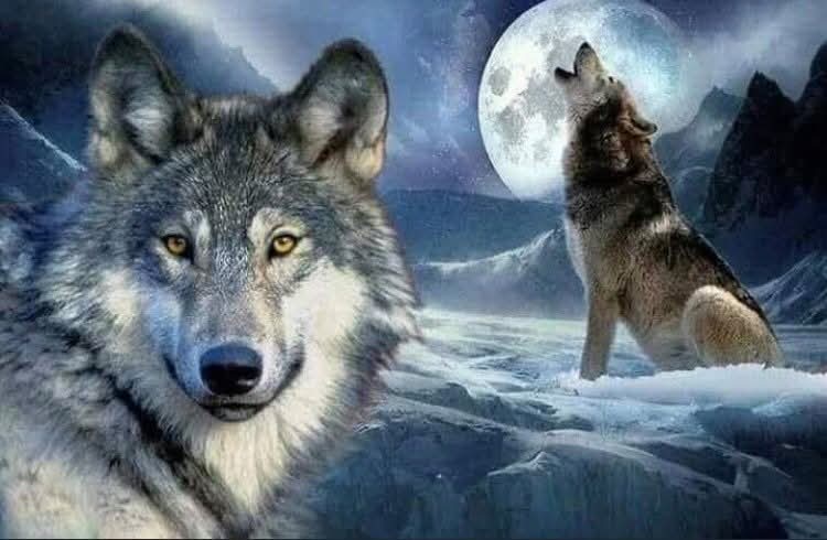 Сайхан амраарай жиргээ💤💤💤