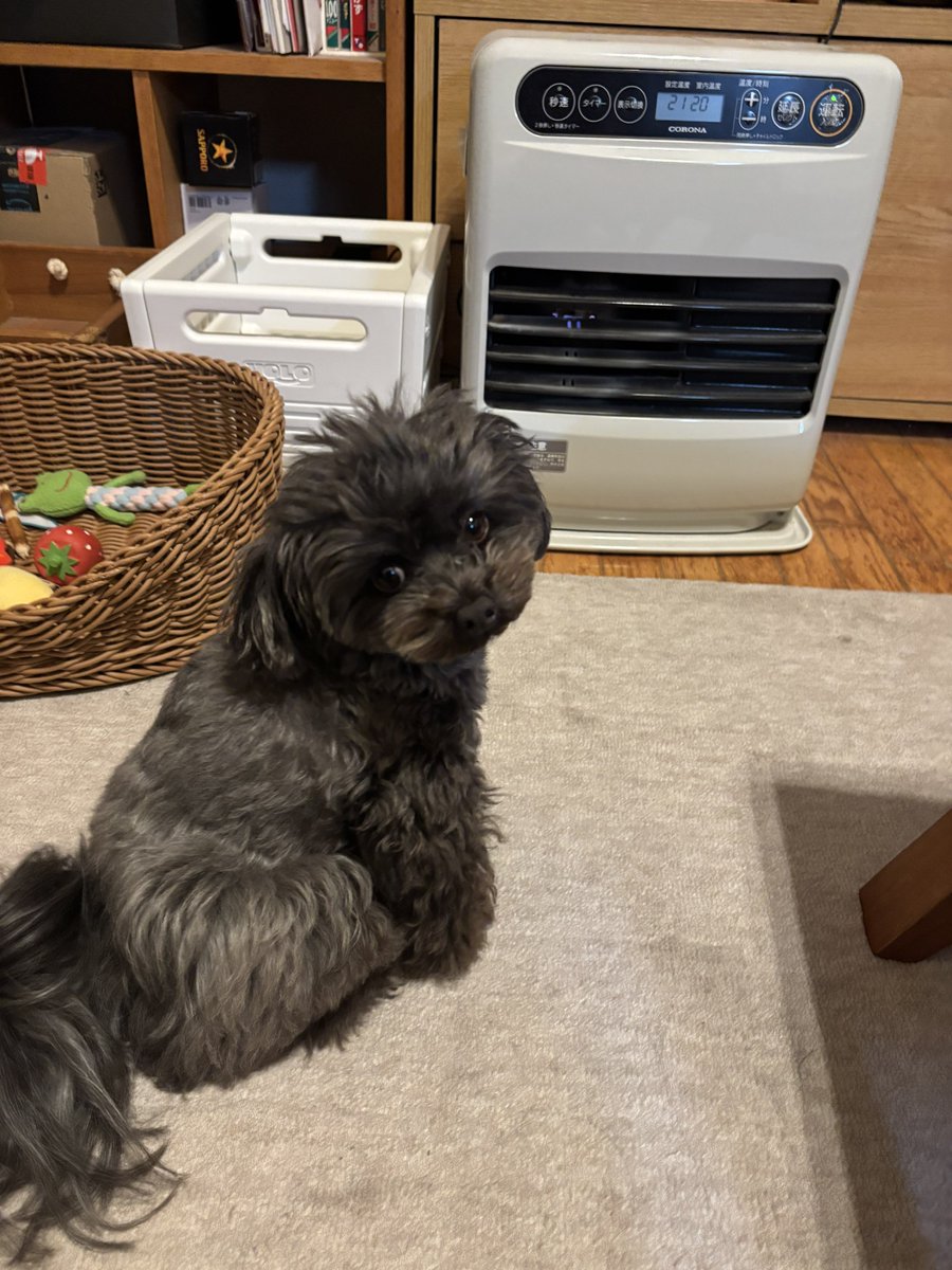 1519ll's tweet photo. 暖かいとこ知ってる犬 https://t.co/0n7ZMGjyQM