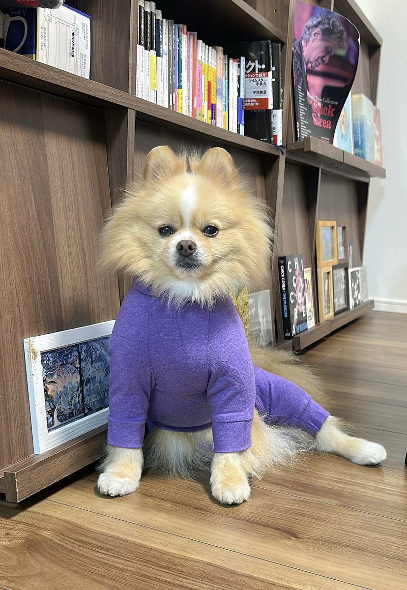 ポメのピカルディ (@pomepomePicardy) / Posts / X