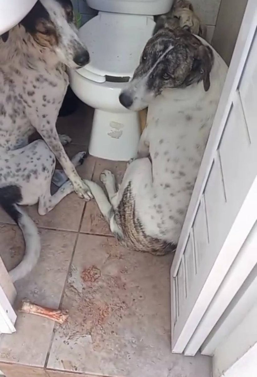 soyluisgabriel1's tweet photo. 💔🐾 Dos perritos del refugio "Mestizos Sin Fronteras" fallecieron por un infarto provocado por el ruido de la pirotecnia durante las festividades de San Martín de Tours, en la colonia Buenos Aires, #Puebla.

Integrantes del refugio pidieron a las autoridades intervenir y hacer conciencia sobre los daños que causa el uso de fuegos artificiales.

🙏 Respetemos las tradiciones, pero también la vida.
Visita 🌐 https://t.co/anhUqenuI9 y síguenos en @atiemponot.