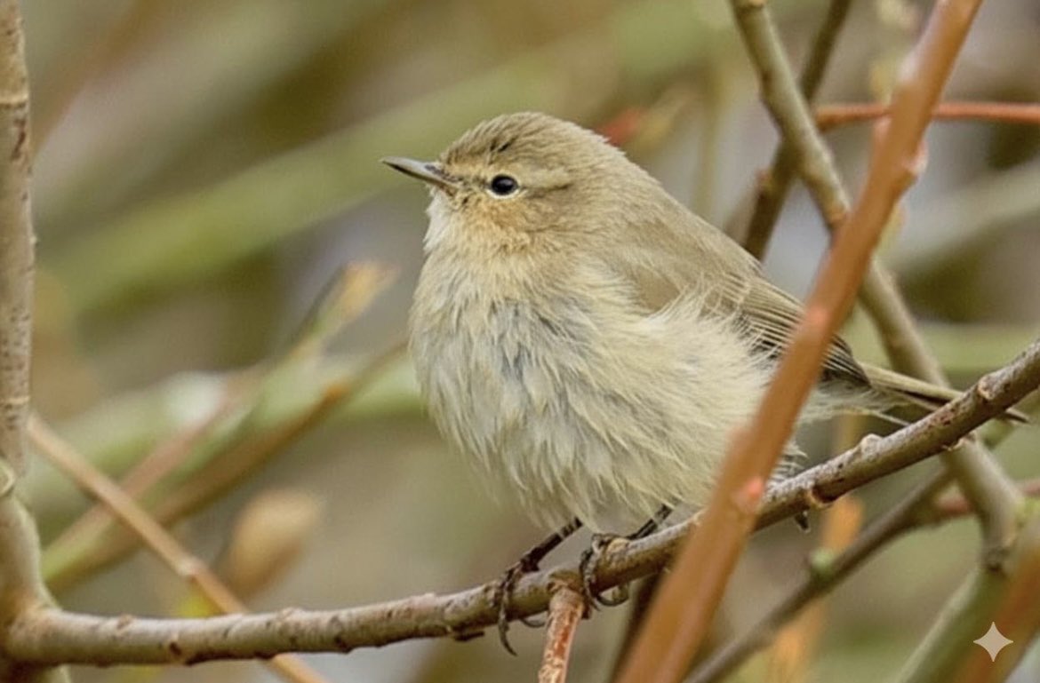 ScratchTrev's tweet image. Probably last chance this weekend at RSPB Bempton for incoming rares. Today Richards Pipit, Siberian Chiffchaff, Lapland &amp;amp; Snow Buntings.